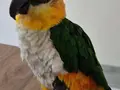 Tam evcil siyah kafa kayık caique papağanı 