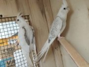 4 aylık civarı güzel sultan yavruları