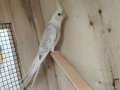 4 aylık civarı güzel sultan yavruları