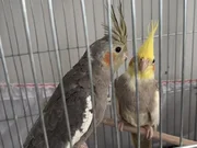 2 adet erkek dişi sultan papağanı 6 aylık ele alışkın