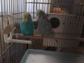Jumbo takım muhabbet kuşu kafesli