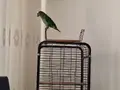 Amazon Papağanı