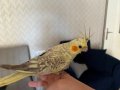 Ele Alışkın Evcil Sultan Papağanı Yavruları
