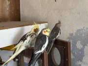 Satılık Sultan Papağanı Ailesi Ucuza