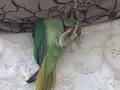 Kaçmaz Fırsat,Şok Fiyat,Full Evcil Erkek Alexandee