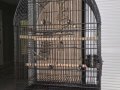Full evcil 2.5 aylık konur papağanı