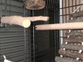 Full evcil 2.5 aylık konur papağanı