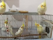 Sultan papağanı 4 adet anne baba ve yavru siyah beyaz haric