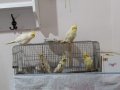 Sultan papağanı 4 adet anne baba ve yavru siyah beyaz haric