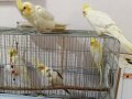 Sultan papağanı 4 adet anne baba ve yavru siyah beyaz haric