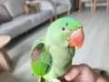 2,5 aylık bebek Alexander papağanı ısırması 0 ele alışkın.