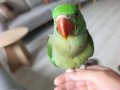 2,5 aylık bebek Alexander papağanı ısırması 0 ele alışkın.