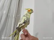 5 Aylık Sultan Papağanı  Sahibinden