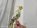 5 Aylık Sultan Papağanı  Sahibinden