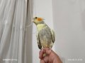 5 Aylık Sultan Papağanı  Sahibinden