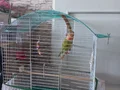 1 YAŞINDAN KÜCÜK 2 TANE DİŞİ ERKEK SEVDA 