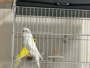 Lutino ve albino yavrular aldım 