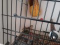 elimdeki kusların sayısını azaltıyorum