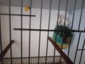 elimdeki kusların sayısını azaltıyorum