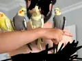 2 eğitimli erkek 2 dişi sultan papağanı