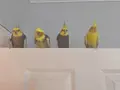 2 eğitimli erkek 2 dişi sultan papağanı