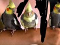 2 eğitimli erkek 2 dişi sultan papağanı
