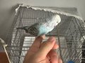 Show jumbo muhabbet kuşu - kafesi ve aksesuarları ile birlik