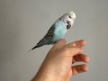 Show jumbo muhabbet kuşu - kafesi ve aksesuarları ile birlik