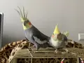 Konuşan Cinnamon Erkek ve Ele alışık Pied dişi, Kafesli
