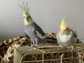 Konuşan Cinnamon Erkek ve Ele alışık Pied dişi, Kafesli