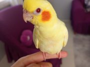 Yavru sultan papağanı limon 