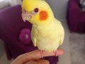 Yavru sultan papağanı limon 