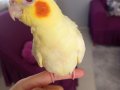 Yavru sultan papağanı limon 