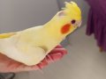 Yavru sultan papağanı limon 