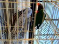 1 saat önce aldım 3 aykık LORİ ailevi sebepten UYGUN