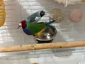 2 erkek 1 dişi golden finch