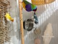 2 erkek 1 dişi golden finch