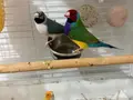 2 erkek 1 dişi golden finch