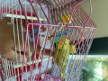 Akide şeker şekerpare tatlıları ucuz ve uygun fiyat