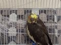 2 ADET 4 AYLIK SULTAN PAPAĞANI (MUHTEMEL DİŞİ ve ERKEK) 