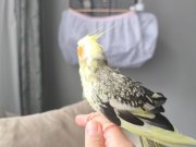 Ele alışkın Sultan papağanı 