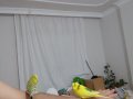 İNGİLİZ-ÇEKOSLOVAK ÇİFT MUHABBET KUŞU SATILIK