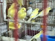 TOPLU MALINOUS WATERSLAGER KANARYALAR COK UYGUNA BIRAKACAGIM
