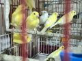 TOPLU MALINOUS WATERSLAGER KANARYALAR COK UYGUNA BIRAKACAGIM