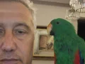 Eclectus papağan