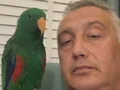 Eclectus papağan