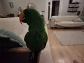 Eclectus papağan