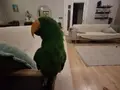 Eclectus papağan