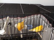 1 çift portakal renkli kanarya dişi tepeli