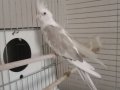 2 yaşında Sultan papağanı 